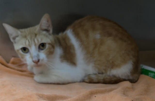 Soulja - Domestic Short Hair