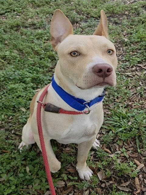 Lemon - American Staffordshire Terrier