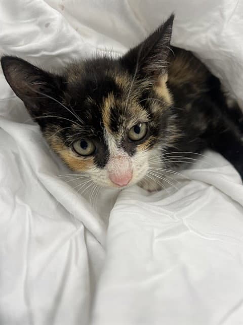 Amelia - Domestic Short Hair
