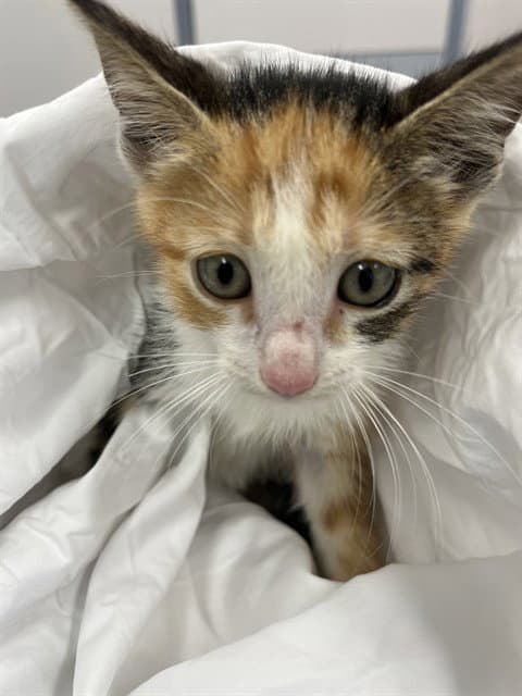 Cecelia - Domestic Short Hair