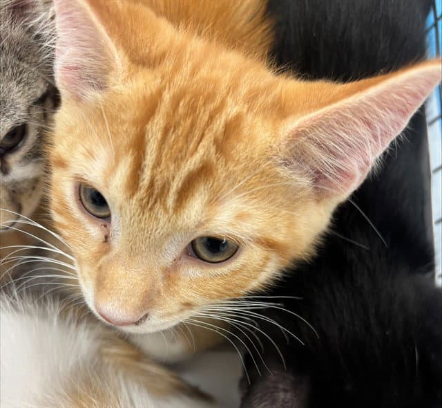 Appaloosa - Domestic Short Hair