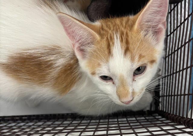 Brumby - Domestic Short Hair