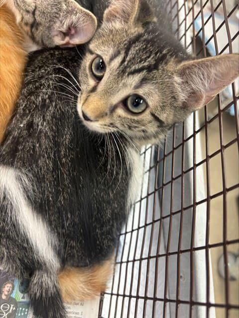 Caspia - Domestic Short Hair