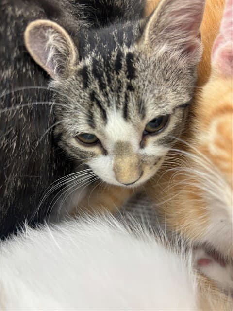 Corsica - Domestic Short Hair
