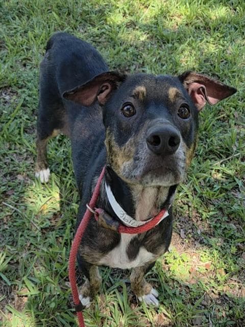 Rio - American Staffordshire Terrier