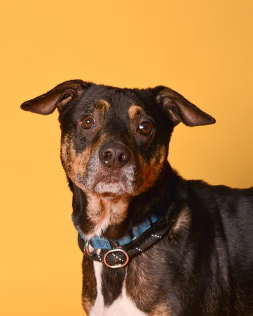Rio - American Staffordshire Terrier