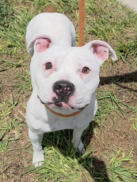 Dynisha - American Staffordshire Terrier