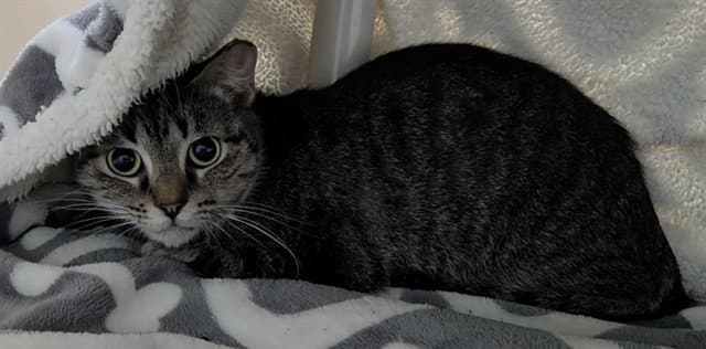 Stefani - Domestic Short Hair