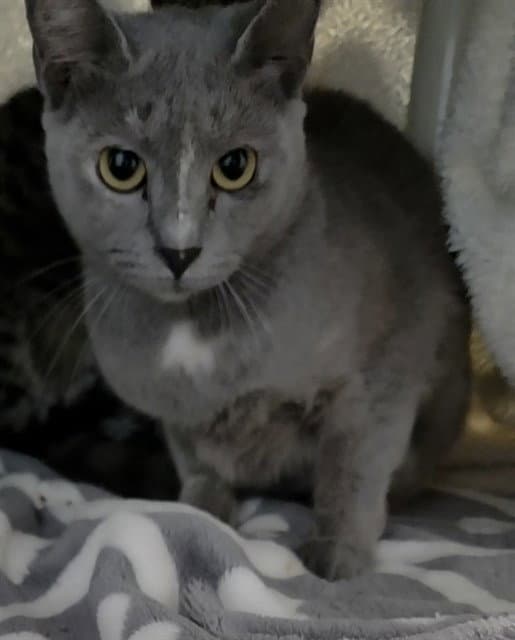 Dua Lipa - Domestic Short Hair