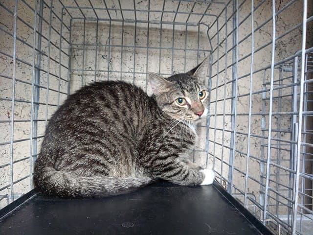 Lennon - Domestic Short Hair