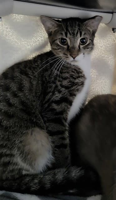 Lennon - Domestic Short Hair