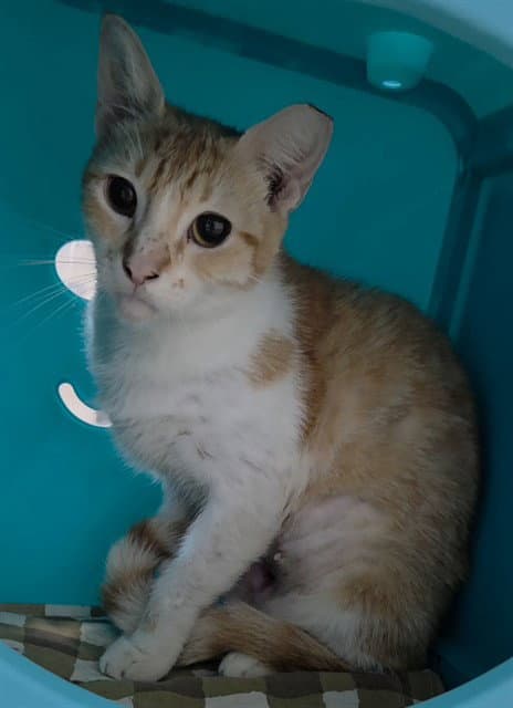 Count Crow - Domestic Short Hair