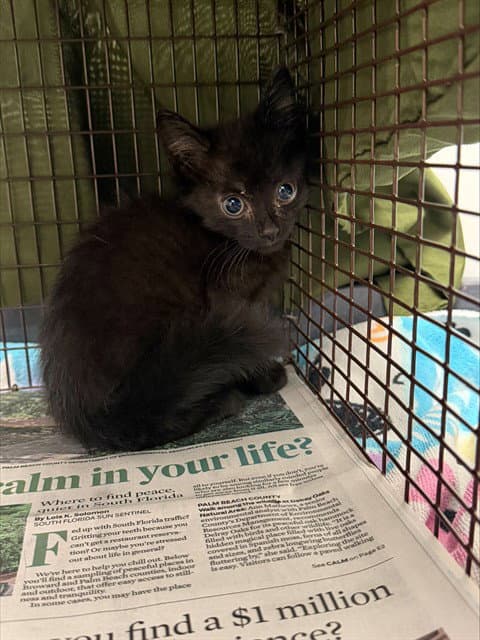 Unknown - Domestic Short Hair
