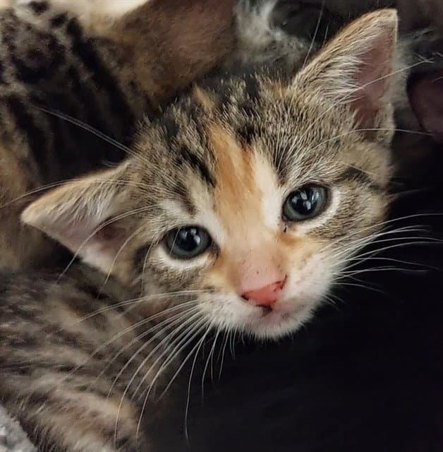 Alani - Domestic Short Hair
