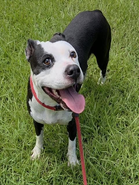 Gillian - American Staffordshire Terrier