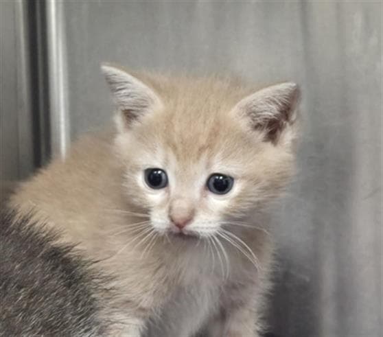 Toph - Domestic Short Hair