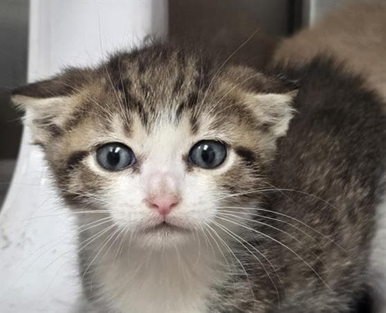 Zuko - Domestic Short Hair