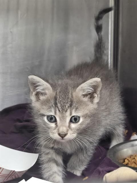Katara - Domestic Short Hair