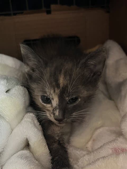 Mink - Domestic Short Hair