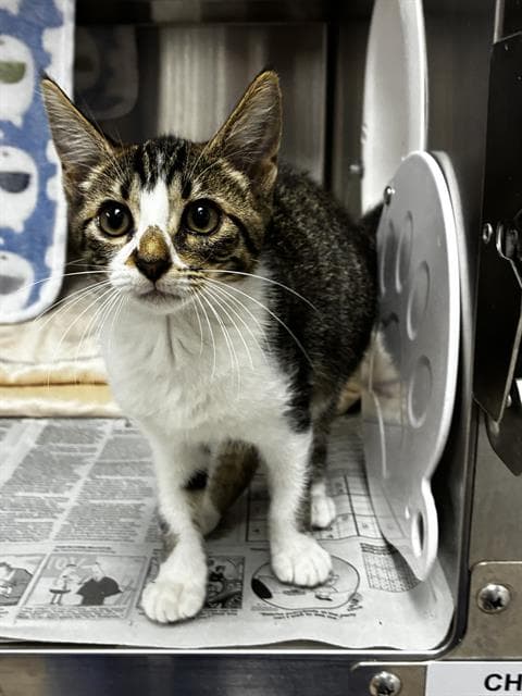 Penelope - Domestic Short Hair