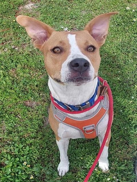 Maddy - American Staffordshire Terrier