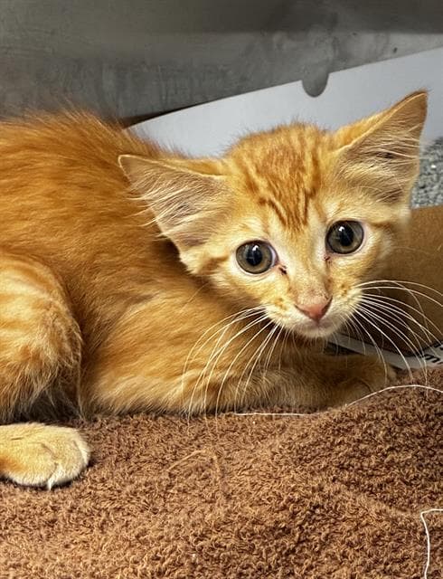 Pumpkin - Domestic Short Hair