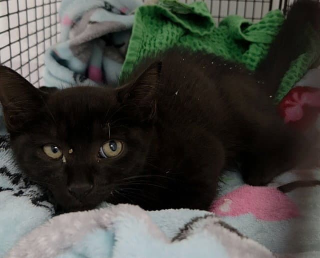 Maverick - Domestic Short Hair