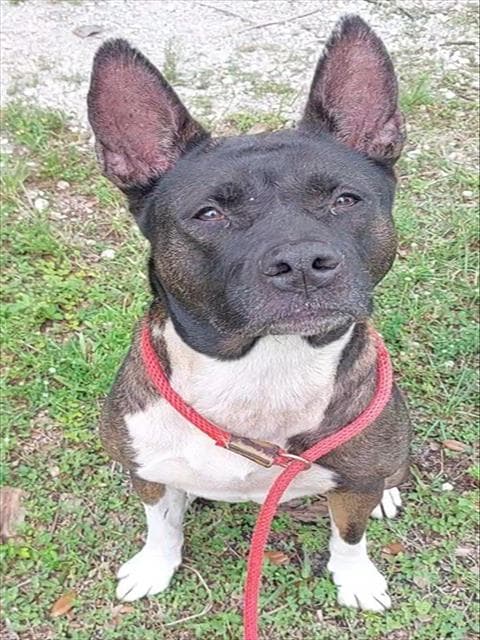 Alexis - Akita