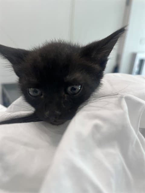 Unknown - Domestic Short Hair