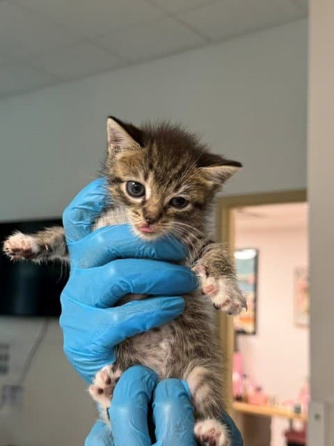 Unknown - Domestic Short Hair