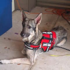 Maximus Max image 1