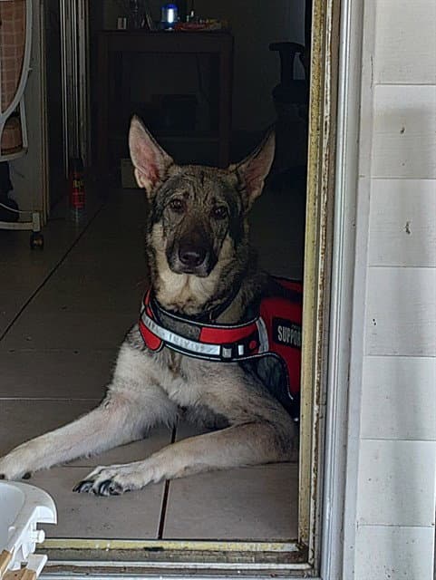 Maximus Max - German Shepherd Dog