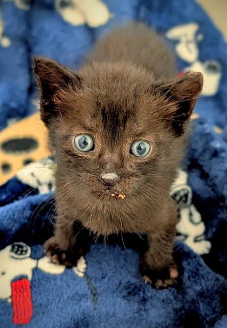 Unknown - Domestic Short Hair