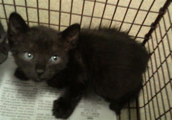 Unknown - Domestic Short Hair