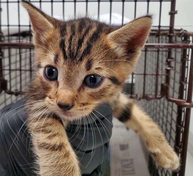 Unknown - Domestic Short Hair