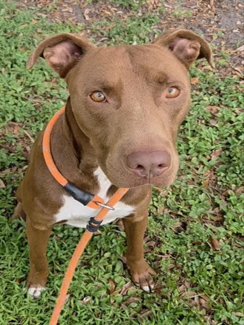 Romo - American Staffordshire Terrier