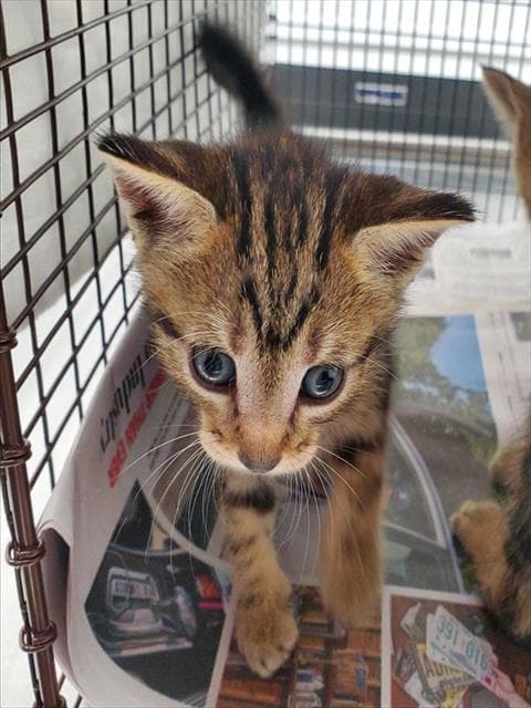 Unknown - Domestic Short Hair