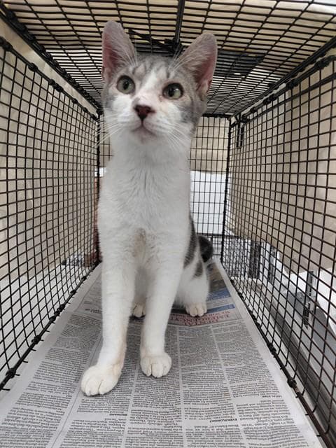 Nimbus - Domestic Short Hair