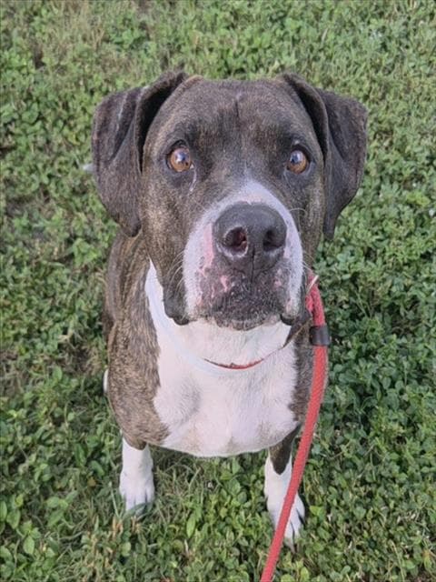 Nicolette - American Staffordshire Terrier