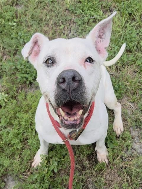 Clairo - American Staffordshire Terrier