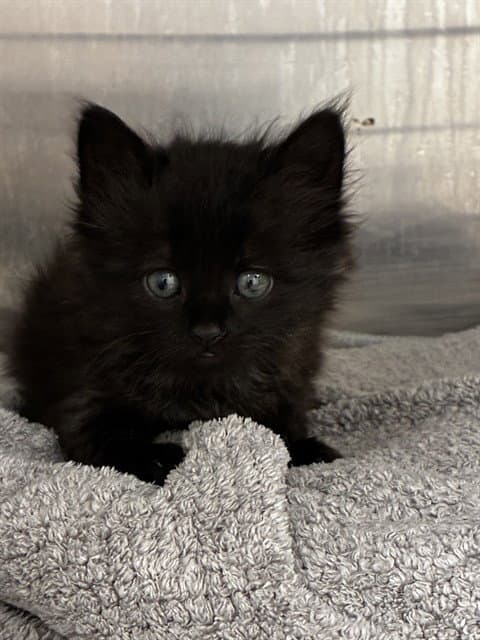 Lala - Domestic Short Hair