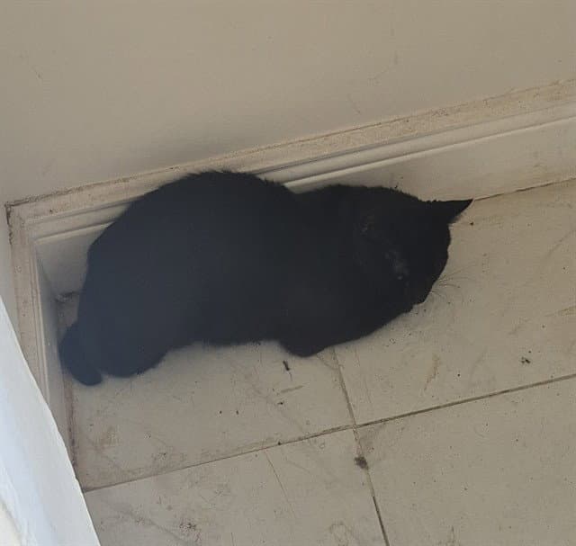 Charming - Domestic Short Hair