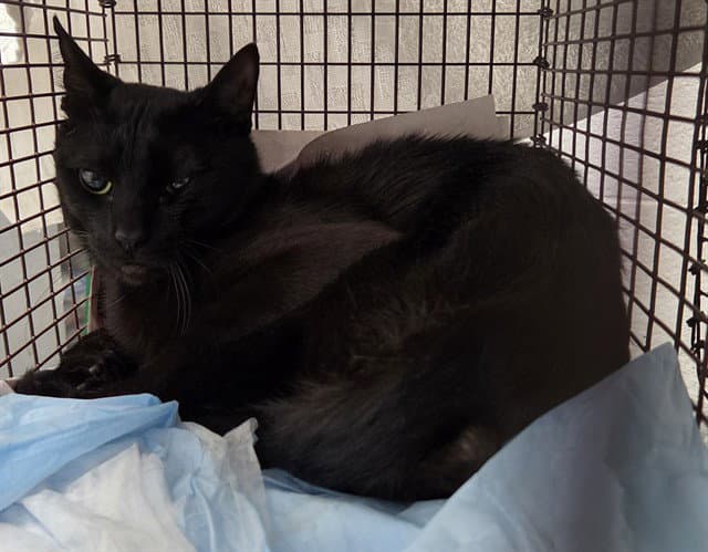 Charming - Domestic Short Hair
