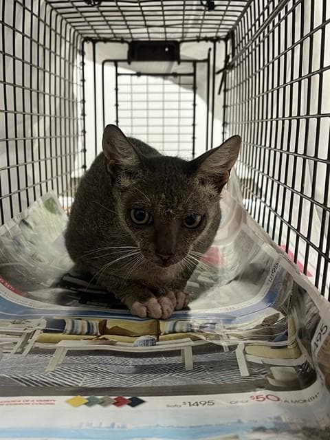 Wren - Devon Rex