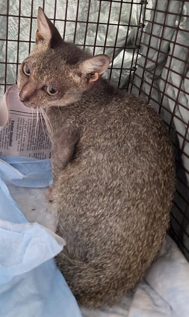 Wren - Devon Rex