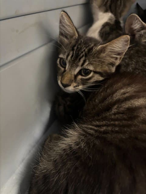 Unknown - Domestic Short Hair