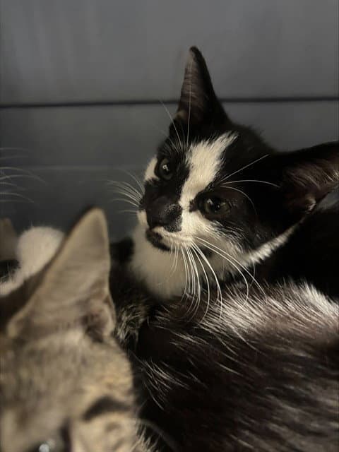 Unknown - Domestic Short Hair
