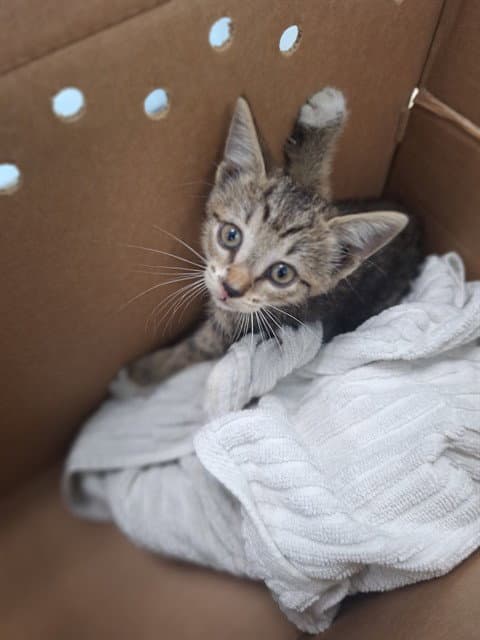 Unknown - Domestic Short Hair