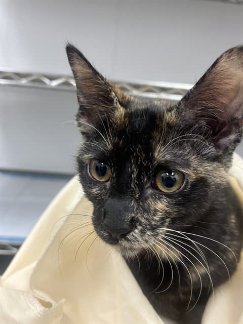 Unknown - Domestic Short Hair