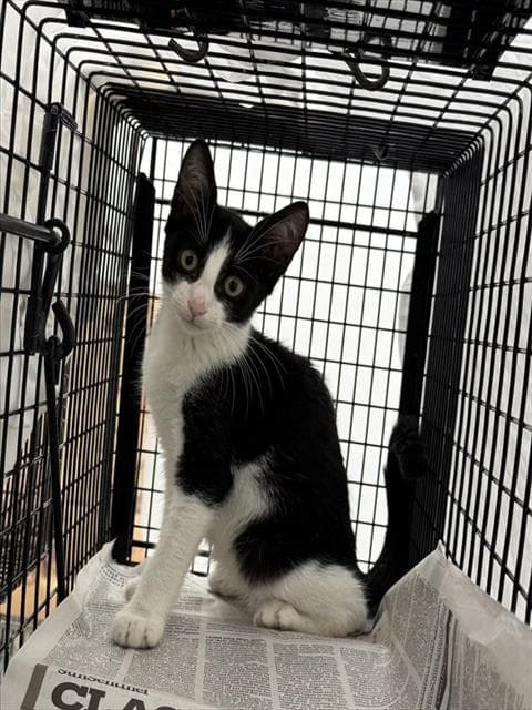 Unknown - Domestic Short Hair